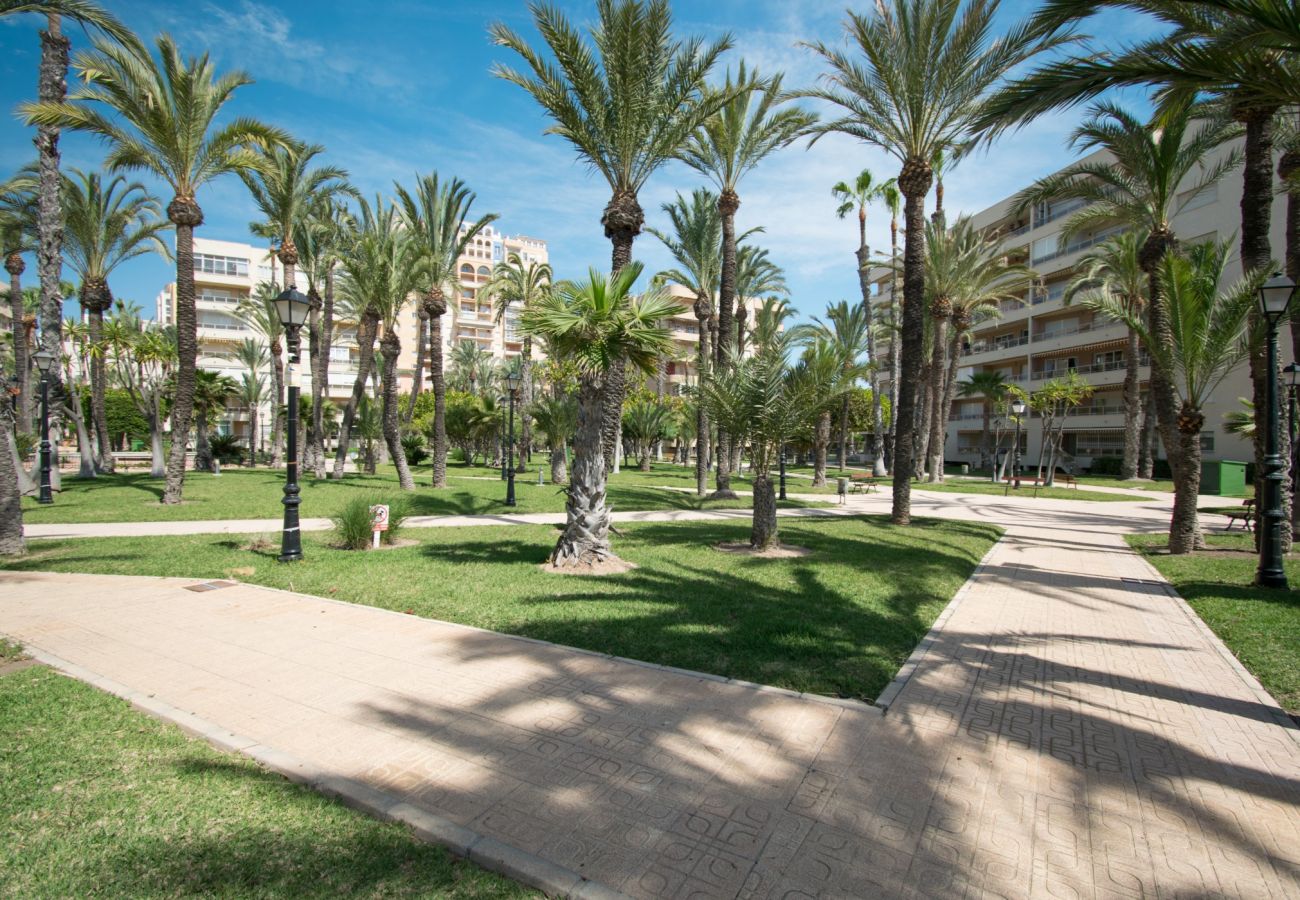 Apartamento en Torrevieja - 093 - Mil Palmeras Dream