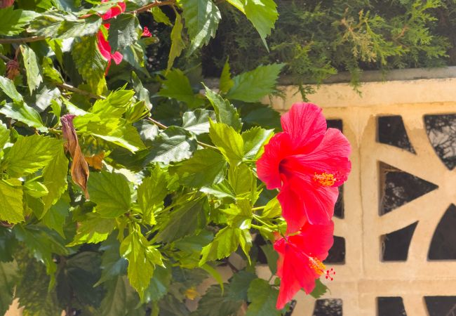 Апартаменты на La Mata - 027 Mar y Sol La Mata - Alicante Holiday Апартаменты на La Mata - 027 Mar y Sol La Mata - Alicante Holiday